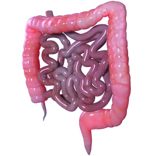 Anatomía Del Sistema Digestivo Humano — Foto de Stock