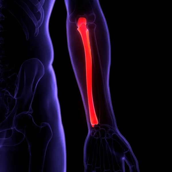 Ludzki System Szkieletowy Ulna Bone Joints Anatomia — Zdjęcie stockowe