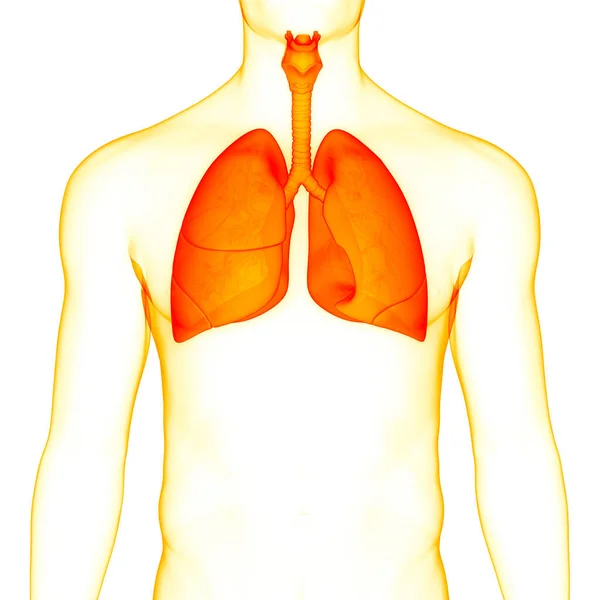 Anatomie Der Lungen Des Menschlichen Atemsystems — Stockfoto