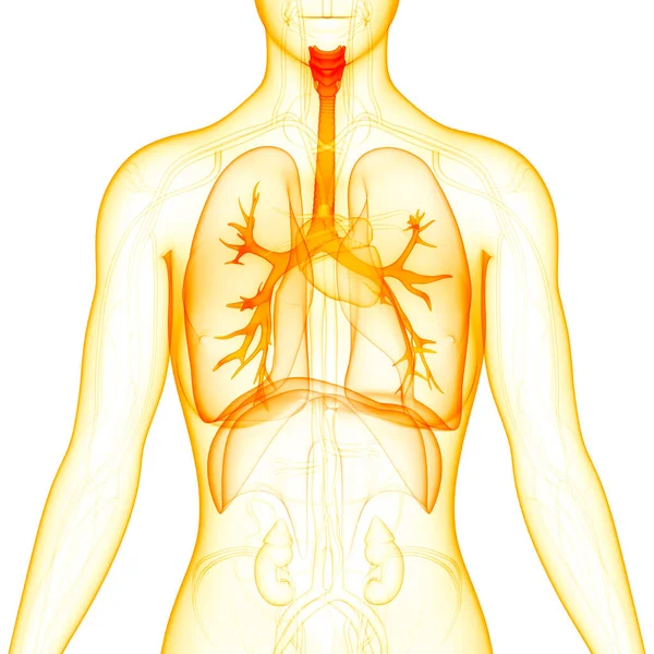 Anatomia Polmonare Del Sistema Respiratorio Umano — Foto Stock