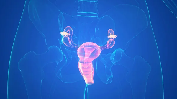 Sistema Reproductivo Femenino Con Anatomía Del Sistema Nervioso — Foto de Stock