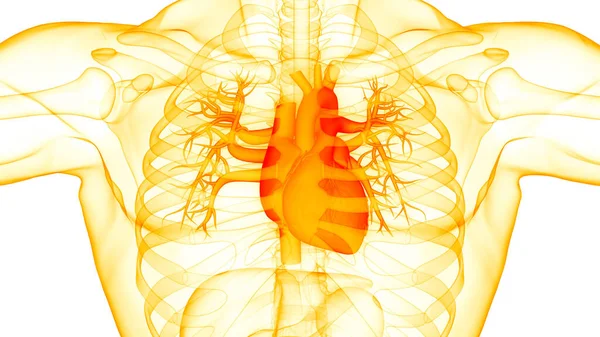 Anatomie Srdce Lidského Oběhového Systému — Stock fotografie