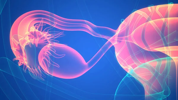 Vrouwelijk Voortplantingssysteem Met Zenuwstelsel Anatomie — Stockfoto