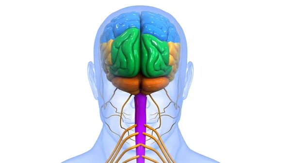 Nsan Merkezi Sinir Sistemi Beyin Anatomisi — Stok fotoğraf