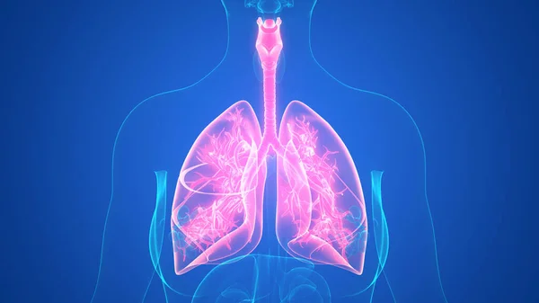 Anatomie Pulmonaire Système Respiratoire Humain — Photo