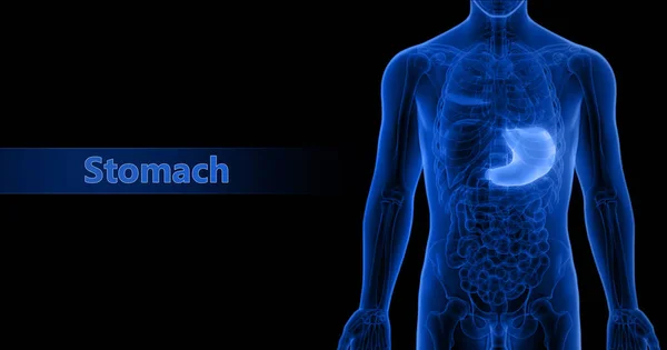 Anatomía Del Estómago Del Sistema Digestivo Humano —  Fotos de Stock