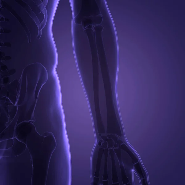 Human Skeleton System Bone Joints Anatomy — Stock Photo, Image