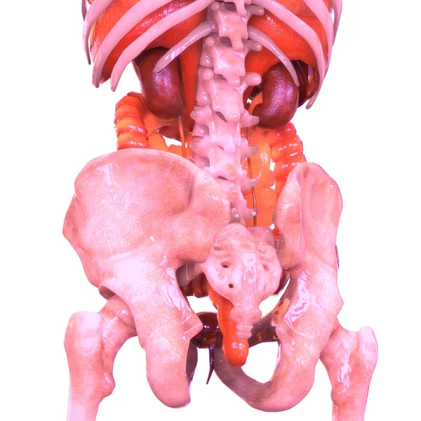 Cuerpo Humano Anatomía Órganos Internos — Foto de Stock