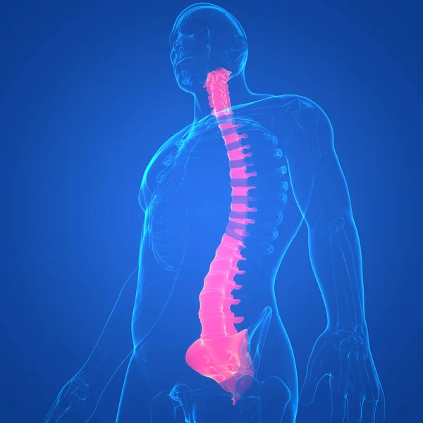 Columna Vertebral Médula Espinal Anatomía Del Sistema Esquelético Humano —  Fotos de Stock