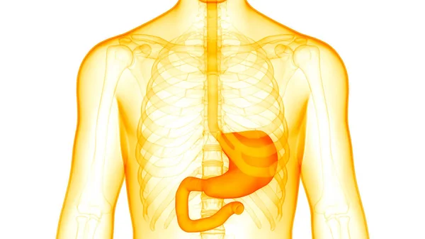 ヒト消化器系胃解剖学 — ストック写真