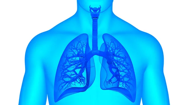 Sistema Respiratorio Humano Almuerzo Anatomía —  Fotos de Stock