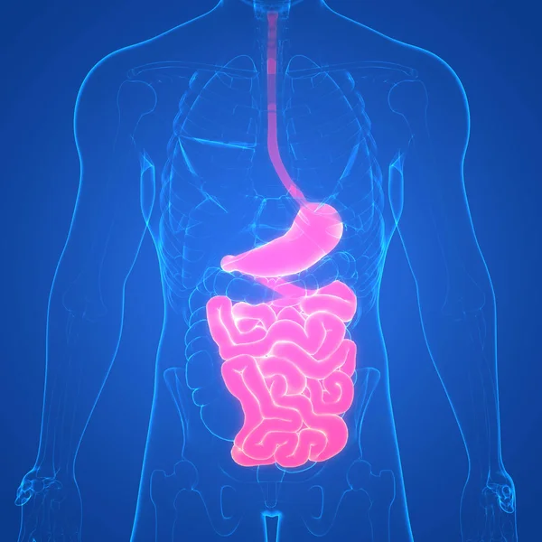 Anatomia Sistema Digestivo Humano — Fotografia de Stock