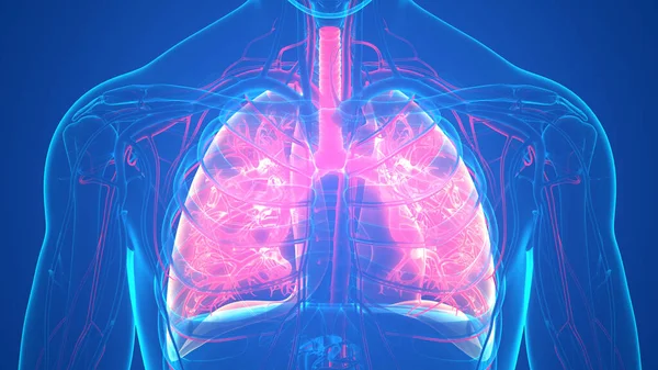 Sistema Respiratório Humano Anatomia Pulmonar — Fotografia de Stock