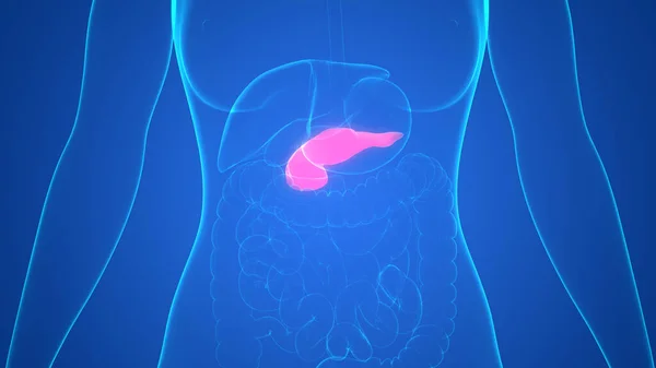 人間の内臓の膵臓の解剖学 — ストック写真