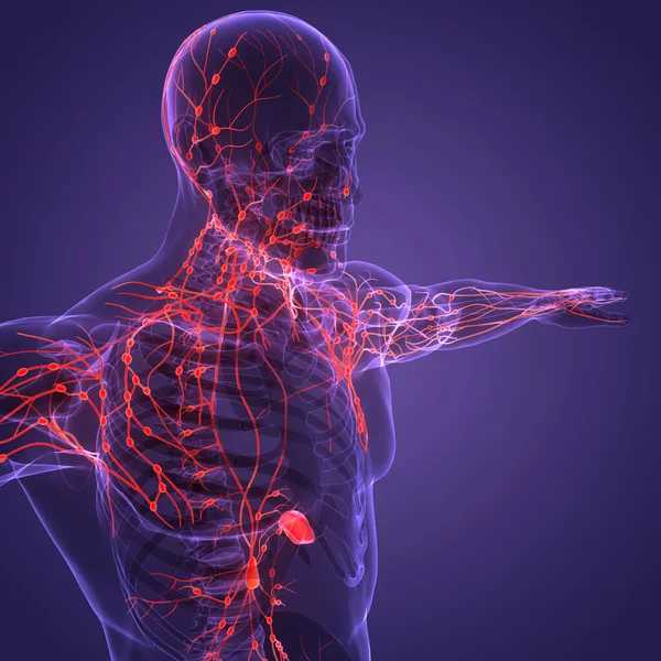 Человеческая Внутренняя Система Lymph Nodes Anatomy — стоковое фото