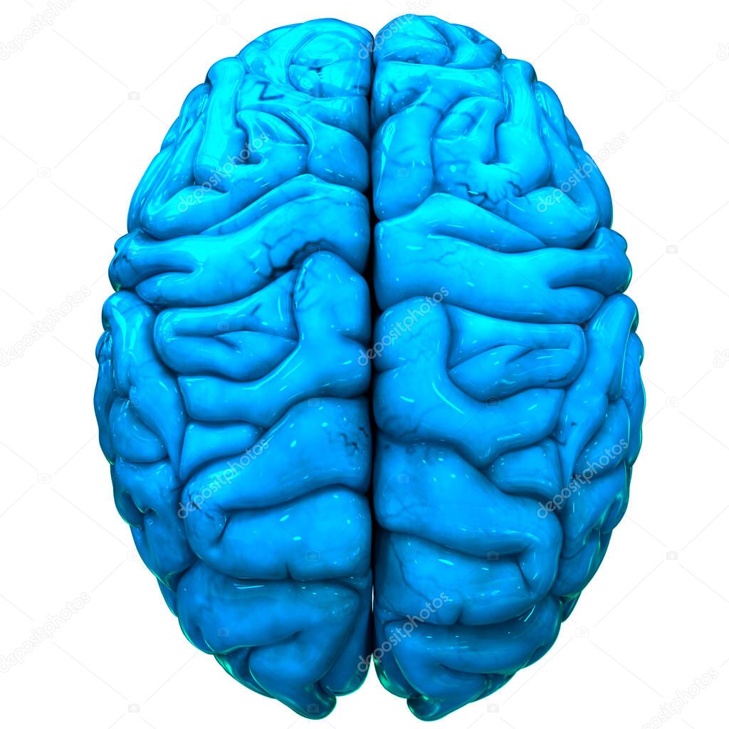 Human Central Nervous System brain Anatomy. 3D