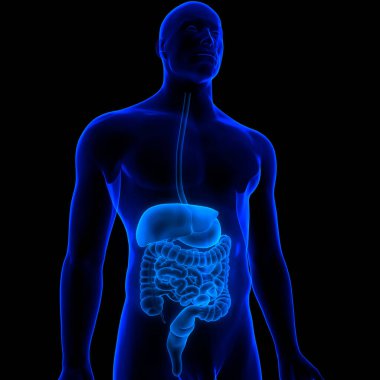 İnsan Sindirim Sistemi Anatomisi. Üç Boyut