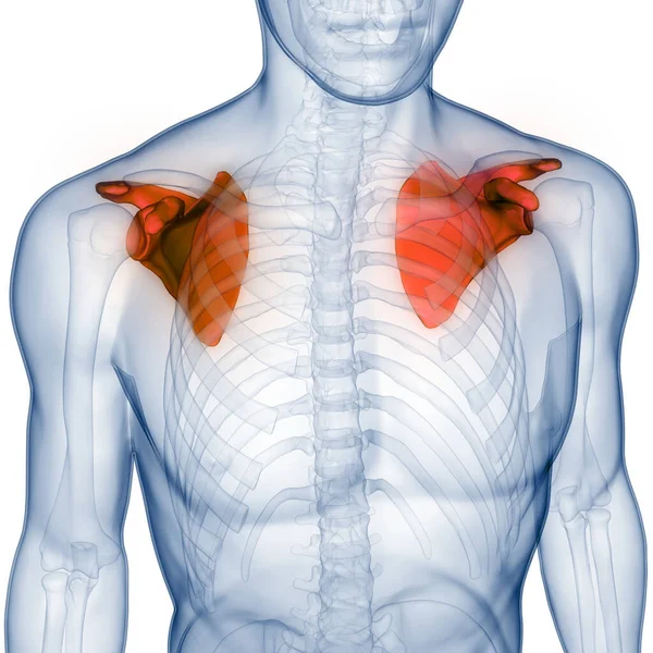 Sistema Esquelético Humano Anatomía Las Articulaciones Óseas Faja Pectoral Hombro — Foto de Stock