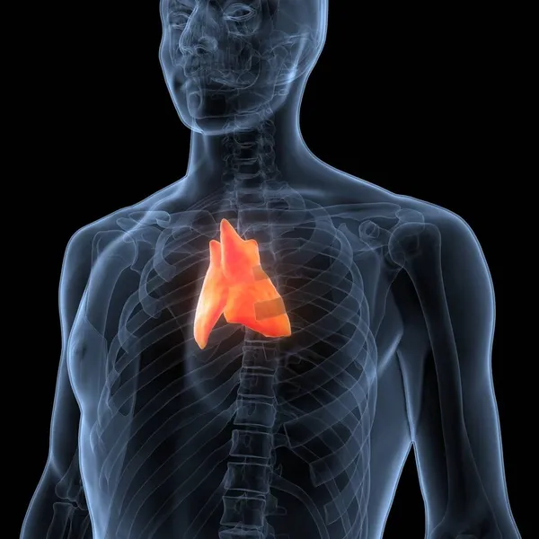 Lidské Žlázy Thymus Gland Anatomy — Stock fotografie