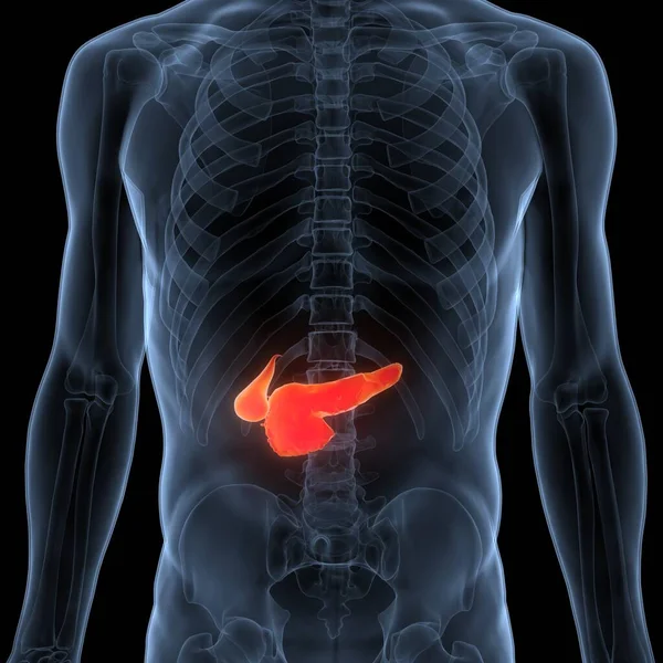ヒトの内臓の膵臓と胆嚢の解剖学 — ストック写真