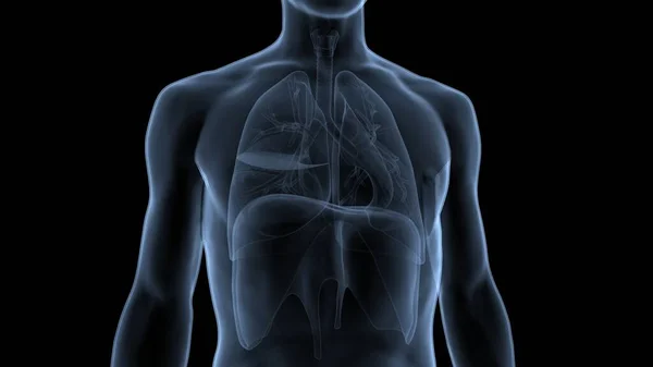 Ludzki Układ Oddechowy Płuca Anatomią Przepony — Zdjęcie stockowe