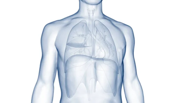 Lungen Des Menschlichen Atemsystems Mit Zwerchfellanatomie — Stockfoto
