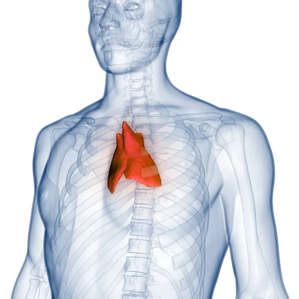 Ludzki Żołądek Thymus Gland Anatomia — Zdjęcie stockowe