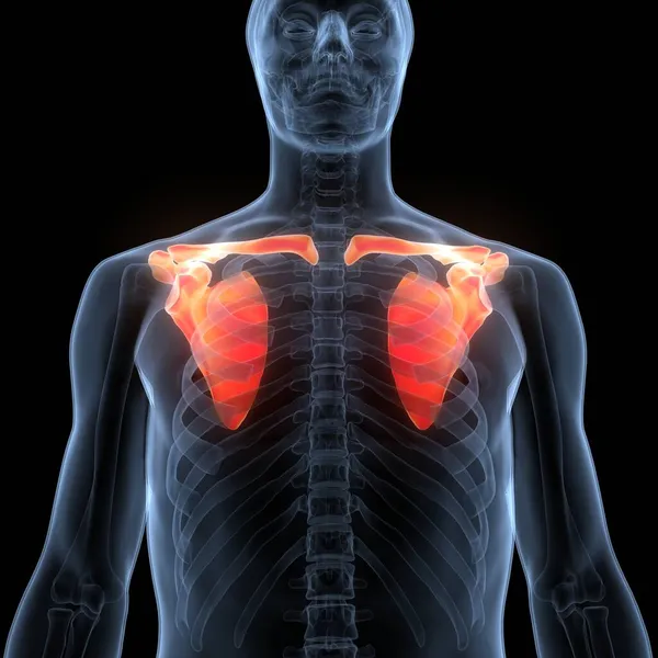 Menschliches Skelettsystem Brustkorb Schulter Hüftgelenke Anatomie — Stockfoto