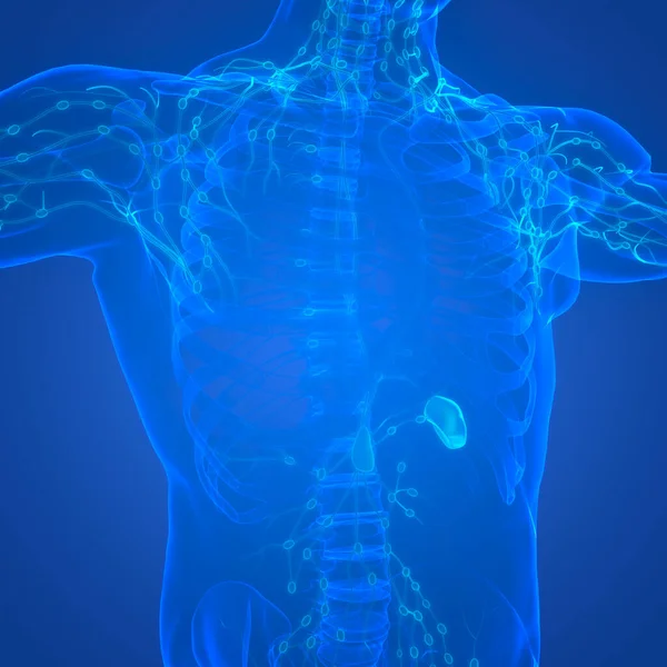 Mänskligt Internt System Lymfknutor Anatomi Tredimensionell — Stockfoto