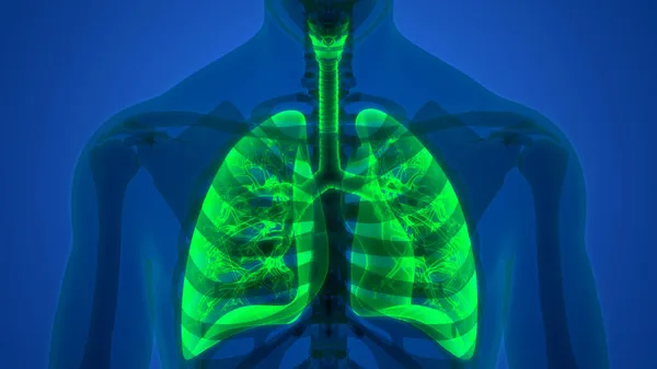 Sistema Respiratório Humano Anatomia Pulmonar — Fotografia de Stock