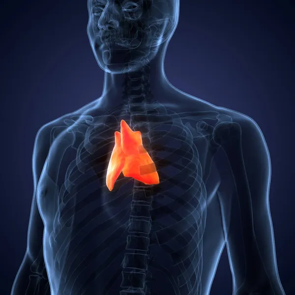 Ludzki Żołądek Thymus Gland Anatomia — Zdjęcie stockowe