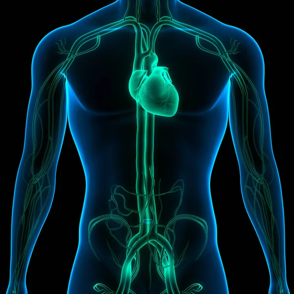 Sistema Circulatorio Humano Anatomía Del Corazón —  Fotos de Stock