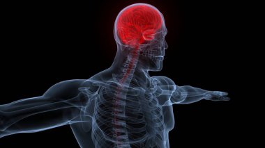 İnsan Merkezi Sinir Sistemi Beyin Anatomisi. 3d