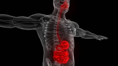 İnsan Sindirim Sistemi Anatomisi. Üç Boyut