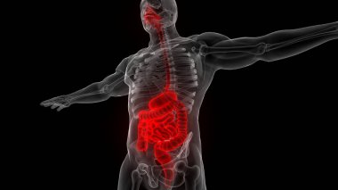 İnsan Sindirim Sistemi Anatomisi. Üç Boyut