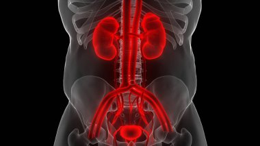 İnsan İdrar Sistemi Böbrekleri Anatomisi. Üç Boyut