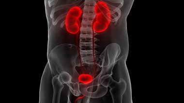 İnsan İdrar Sistemi Böbrekleri Anatomisi. Üç Boyut