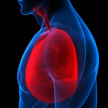 İnsan Solunum Sistemi Akciğerleri Anatomisi. Üç Boyut