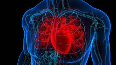 İnsan Dolaşım Sistemi Kalp Anatomisi. Üç Boyut