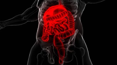 İnsan Sindirim Sistemi Anatomisi. Üç Boyut