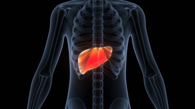 İnsan İç Sindirim Organı Anatomisi. Üç Boyut