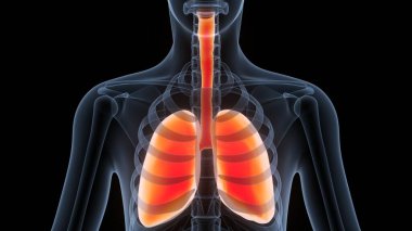 İnsan Solunum Sistemi Akciğerleri Anatomisi. Üç Boyut