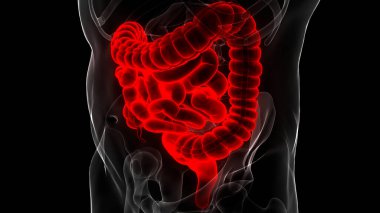 İnsan Sindirim Sistemi Anatomisi. Üç Boyut