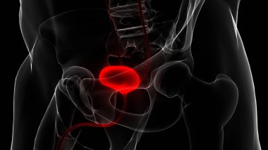İnsan idrar torbası anatomisi. Üç Boyut