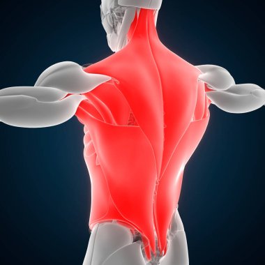 İnsan Vücut Kas Sistemi Kasları Anatomisi. Üç Boyut
