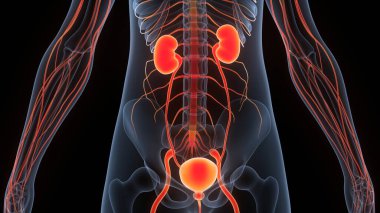 İnsan İdrar Sistemi Böbrekleri Anatomisi. Üç Boyut