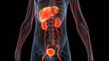 İnsan İdrar Sistemi Böbrekleri Anatomisi. Üç Boyut