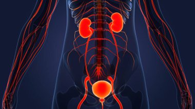 İnsan İdrar Sistemi Böbrekleri Anatomisi. Üç Boyut