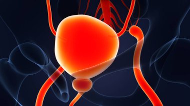 İnsan idrar torbası anatomisi. Üç Boyut