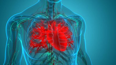 İnsan Dolaşım Sistemi Kalp Anatomisi. Üç Boyut